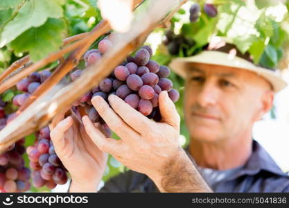 Man standing in vineyard. Man wearing hat haversting grape in vineyard