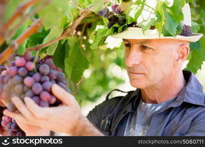 Man standing in vineyard. Man wearing hat haversting grape in vineyard