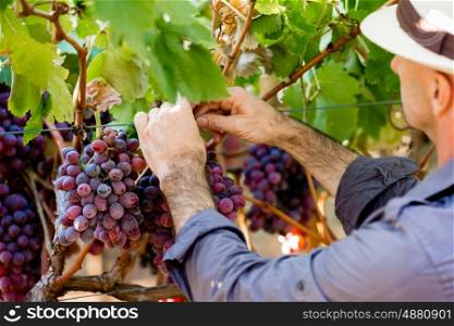 Man standing in vineyard. Man wearing hat picking grapes in vineyard