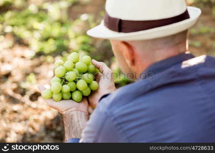 Man standing in vineyard. Man wearing hat standing in vineyard