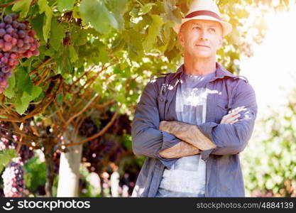 Man standing in vineyard. Man wearing hat standing in vineyard