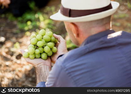 Man standing in vineyard. Man wearing hat standing in vineyard