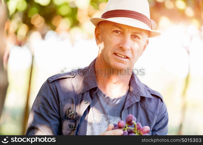 Man standing in vineyard. Man wearing hat standing in vineyard