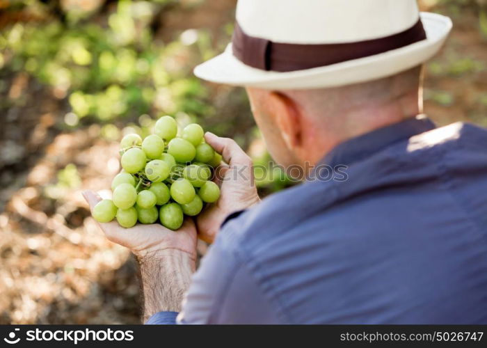 Man standing in vineyard. Man wearing hat standing in vineyard