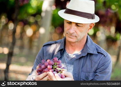 Man standing in vineyard. Man wearing hat standing in vineyard