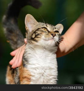 man stroking a small kitten