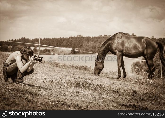 Man taking photo of brown wild horse on meadow idyllic field. Capturing agricultural mammals animals in natural environment.. Man taking photo of brown wild horse