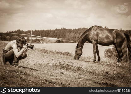 Man taking photo of brown wild horse on meadow idyllic field. Capturing agricultural mammals animals in natural environment.. Man taking photo of brown wild horse