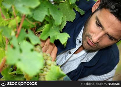 Man tending vines