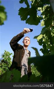 man walking in a vineyard and testing wine