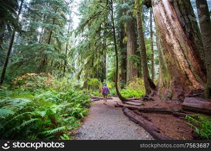 Man walking on trail in between massive redwood trees in Northern California forest, USA