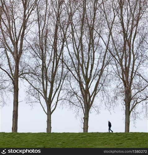 man walks alone between line of high trees in holland on dike
