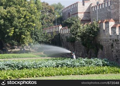 Man watering field growing sprouted agricultural crops