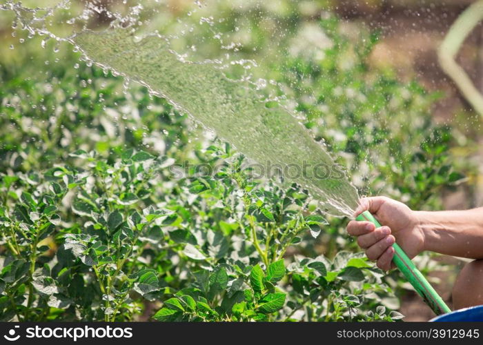 Man watering the garden from hose on sunny day