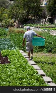 Man with a basket walking in a garden of salad crops