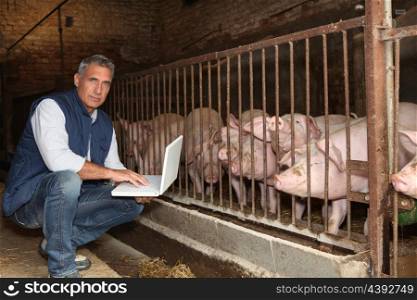 Man with pigs