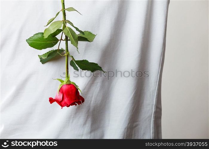 Man with single red rose. Anniversary proposal and engagement idea. Part body man with one red rose wearing white t-shirt. Love concept.