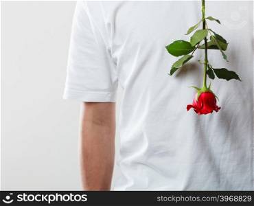 Man with single red rose. Anniversary proposal and engagement idea. Part body man with one red rose wearing white t-shirt. Love concept.