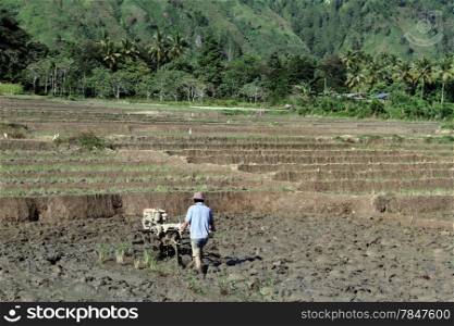 Man work on the rice field in Indonesia