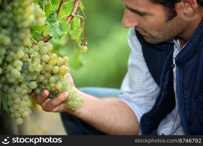 man working in a vineyard