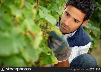 man working in a vineyard