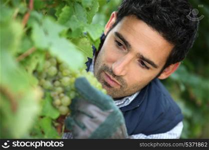 man working in his vineyard