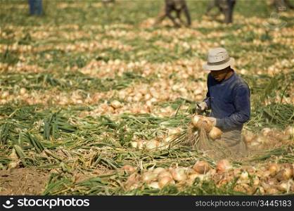 Man Working In Onion Field