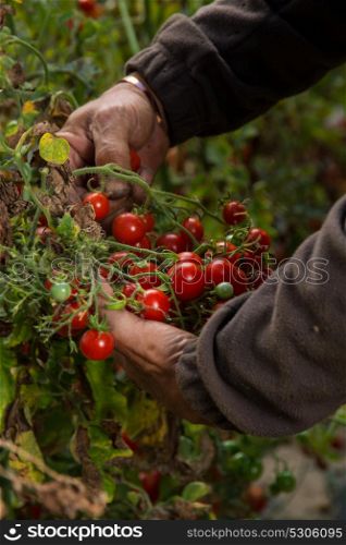 man working in tomato harvest in a biological agriculture farm.