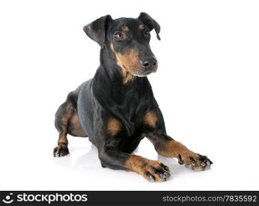 Manchester terrier in front of white background