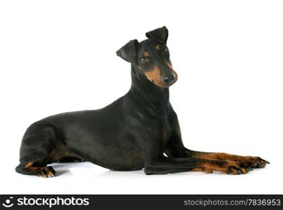 Manchester terrier in front of white background