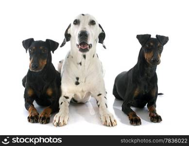 Manchester terriers and dalmatian in front of white background