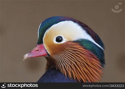 Mandarin duck.