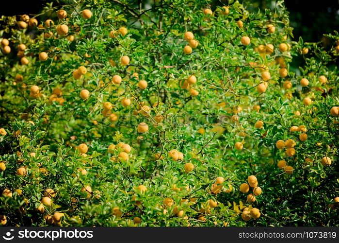 mandarin fruits on a tree. Orange tree. fresh orange on plant