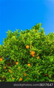 mandarin fruits on a tree. Orange tree. fresh orange on plant