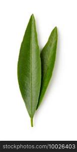 Mandarin leaf isolated on a white background. Green citrus leaf . mandarin leaf isolated on a white background