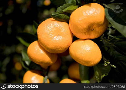 Mandarin orange