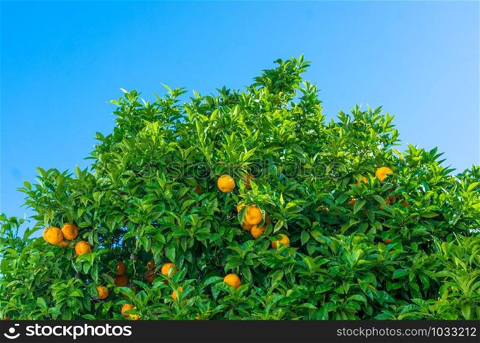 Mandarin tree with ripe fruits. orange tree. Ripen clementines on trees in a citrus cultivation
