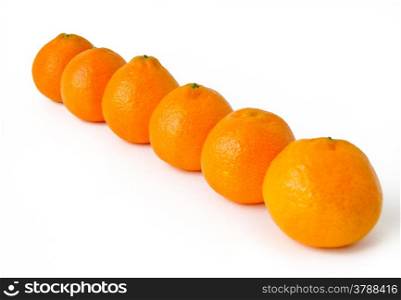mandarins. tangerine on white background located in one row