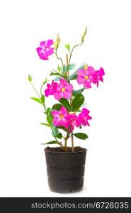 Mandevilla (Dipladenia) in the pot, isolated