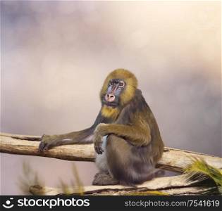 mandrill monkey portrait, tropical primate with a colorful face