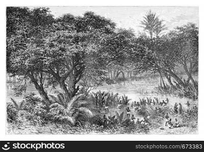 manes Collecting Turtles on the Banks of the Guengo River, in Angola, Southern Africa, drawing by De Bar based on writings, vintage illustration. Le Tour du Monde, Travel Journal, 1881