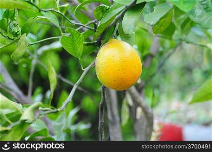 Mango and orange tree