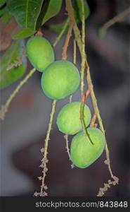 Mango cultivation , India