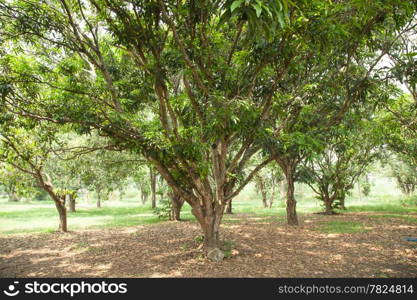 Mango garden with a large mango tree. Spaced to fit the size of the limb.