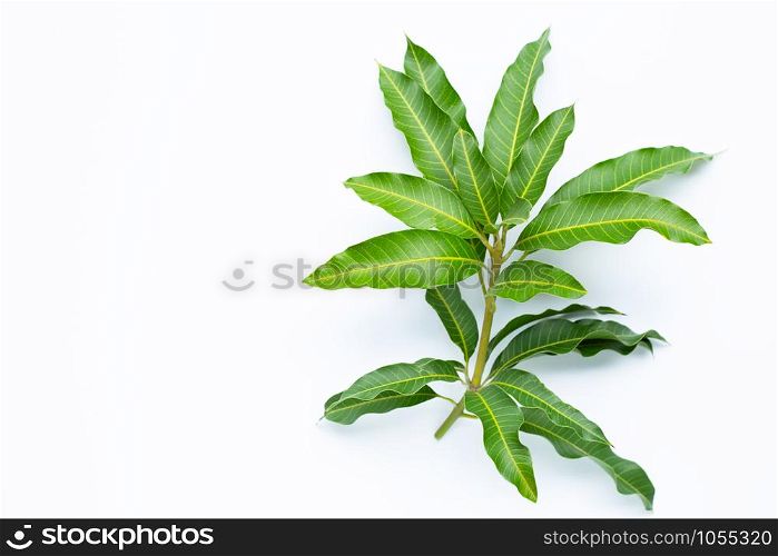 Mango leaves on white background. Copy space