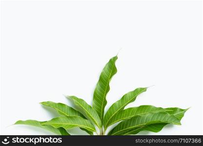 Mango leaves on white background. Copy space