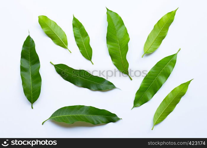 Mango leaves on white background. Top view