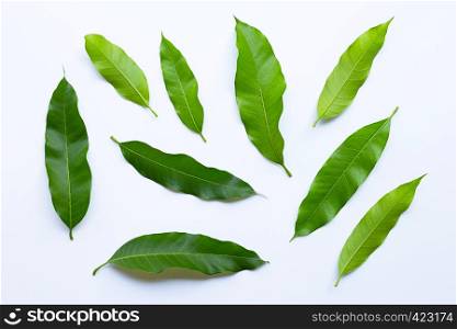 Mango leaves on white background. Top view