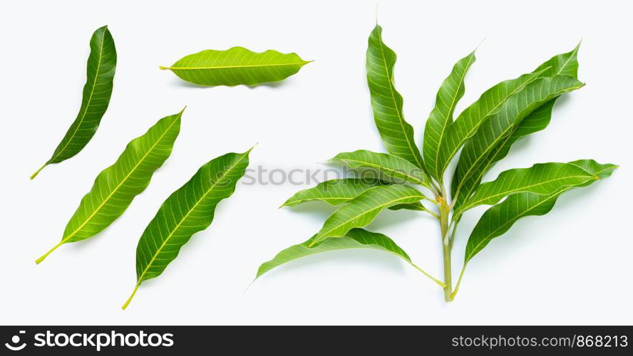 Mango leaves on white background. Top view