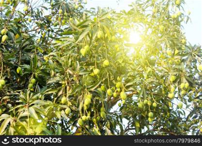 mango on the tree
